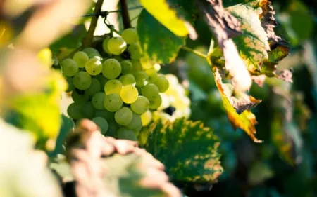 Les dates des vendanges en Champagne