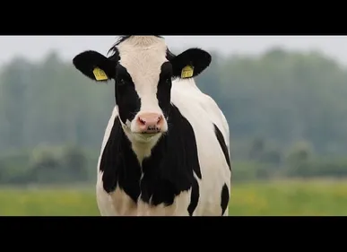 Jugé pour avoir tué une vache dans un rodéo sauvage