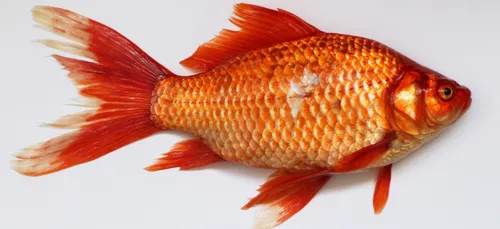 1er AVRIL | On a bien ri en relevant nos filets ce matin !