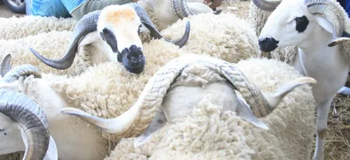 Algérie: La date d'Aïd El-Adha a été officiellement rendu public...