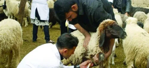 Algérie - Aïd El Adha : prévention et sensibilisation sur les...