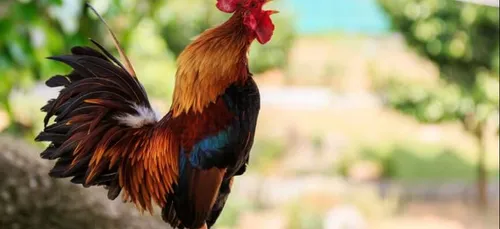 Algérie: Mais c'est quoi cette histoire du coq qui agite toute...