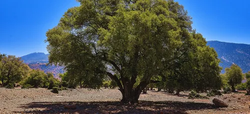 Maroc :  le 10 mai  a été proclamée par l'ONU "Journée...