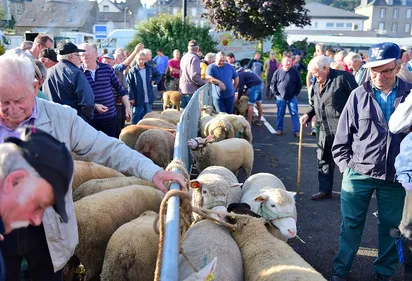la foire aux moutons de Saint-Sever maintenue ce lundi !