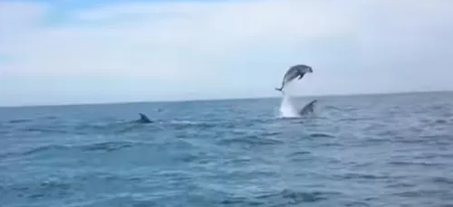 Des dauphins filmés en pleine danse au large des Sables d'Olonne...