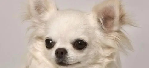 Bonne nouvelle, à Nantes, le petit chihuahua volé lundi a retrouvé...