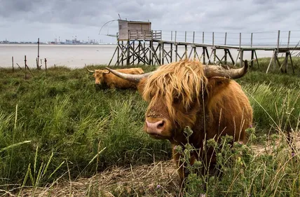 Corsept : les vaches de la discorde sont parties