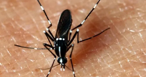 Opération démoustication dans cette ville de la région