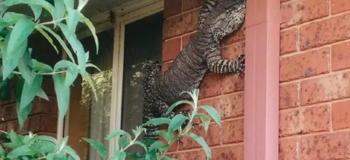Australie : Un lézard de 1,50 mètre s'incruste sur le mur d'une maison