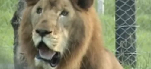 Un lion enfermé dans une cage pendant 13 ans retrouve la nature, sa...