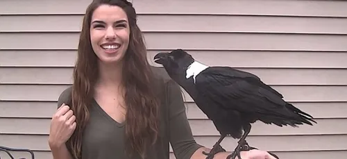 Phénomène : Ce corbeau imite à la perfection les voix...