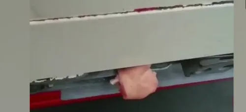 Un routier allemand met du porc sur son camion pour éloigner les...