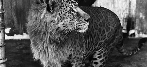 Ces animaux sont le fruit d'incroyables croisements et ils sont...