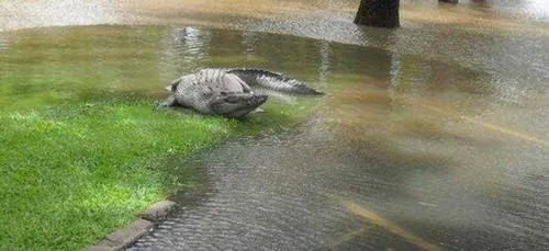 Pourquoi ne faut-il pas mettre un pied en Australie ? (photos)