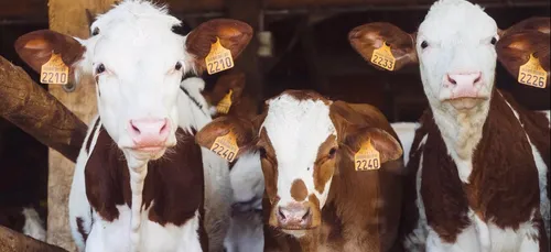 A cours de lait, le Qatar se fait acheminer 14.000 vaches par avion !