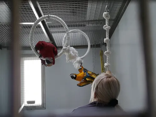 Aras et perruches placés par l'OFB à la Tanière