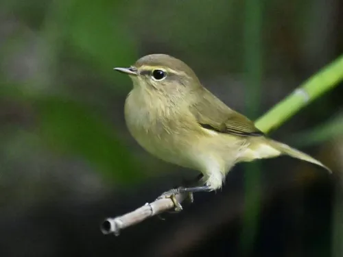 Une pause hivernale pour l'Observatoire des oiseaux de Louville