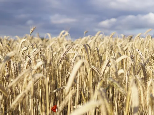 Le festival Champs Libres revient pour une troisième édition ce jeudi