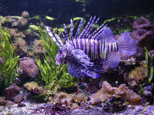 Nancy. Une soirée coquine au Muséum-Aquarium 