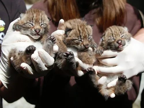Le zoo d’Amnéville est à la recherche de noms nordiques pour ses...