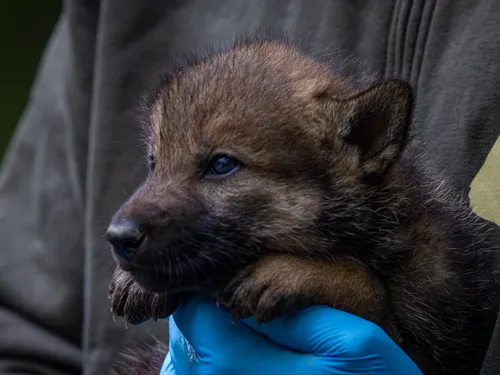 Carnet rose : une portée de sept louveteaux au parc animalier de...