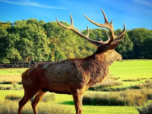 Pour ses 45 ans : le Parc Animalier de Sainte-Croix fera la fête de...