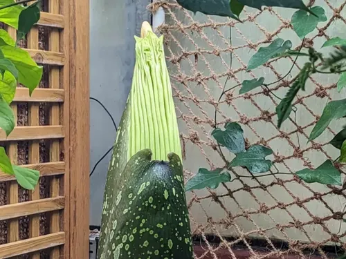 Villers-Lès-Nancy : une nouvelle floraison de Phallus de titan...