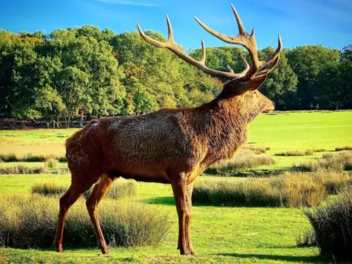Le parc Animalier de Sainte-Croix sera exceptionnellement ouvert ce...