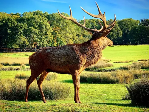 (Photos) : revivez le dernier week-end du brame du cerf au parc...