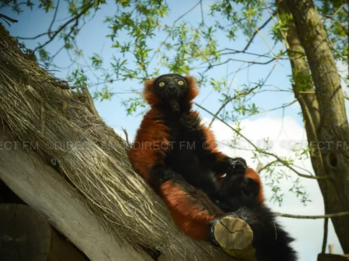 Télévision : le parc animalier de Sainte Croix ce dimanche sur C8