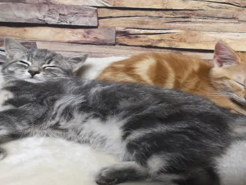 Le bien nommé « Chat L’heureux » ouvre ses portes à Nancy