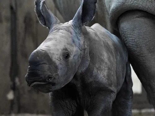 Carnet Rose : un bébé rhinocéros est né au zoo d'Amnéville