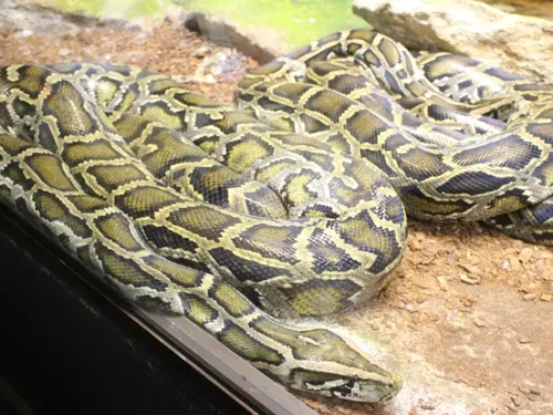 Blénod-Lès-Pont-A-Mousson : le python fugueur enfin retrouvé
