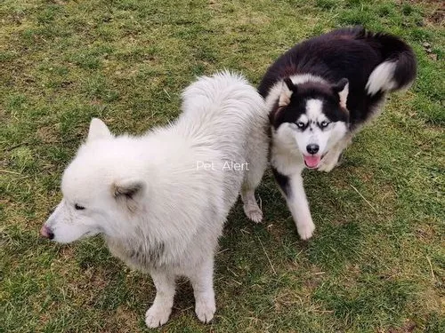Lorraine : Deux chiens retrouvés grâce à la mobilisation des...