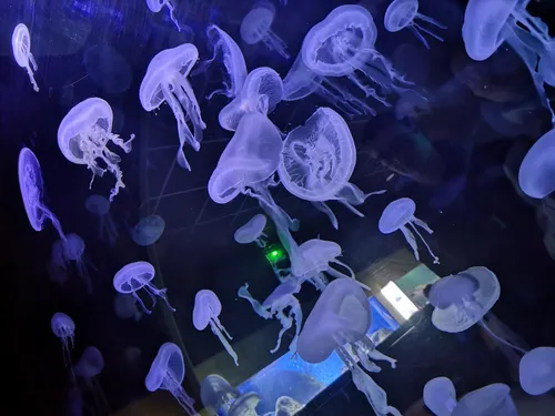 Covid : La vaccination des 5-11 ans s'ouvre au Muséum Aquarium de...