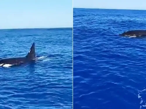 DES ORQUES APERCUES À LA REUNION !