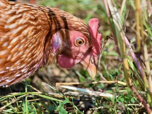 Hérault : une commune va donner 100 poules à ses habitants