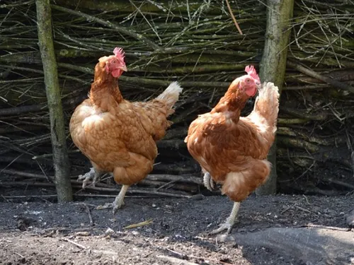 Hérault : un poulailler collectif pour réduire les déchets