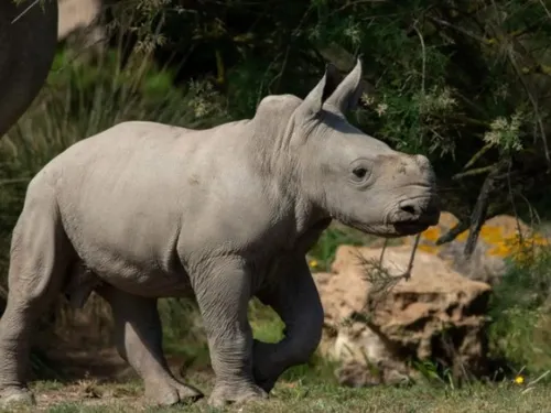 Aude : Iboko, le cinquième petit rhinocéros à voir le jour à la...