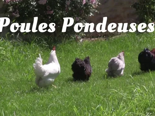 Jeantes : une vente de poules pondeuses à 2 €