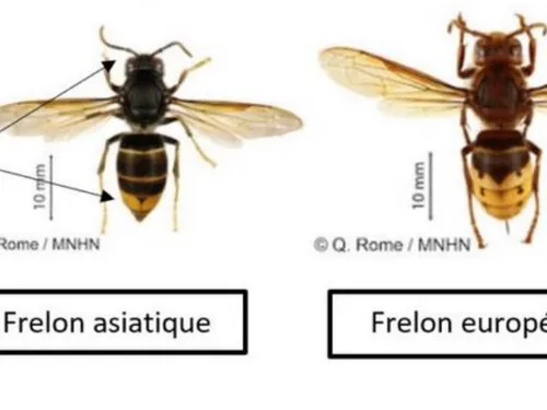 Avesnois : une prise en charge intégrale de la destruction des nids...