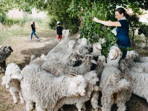 Le mohair s'expose ce week-end au Rendez-Vous des Saveurs et du...