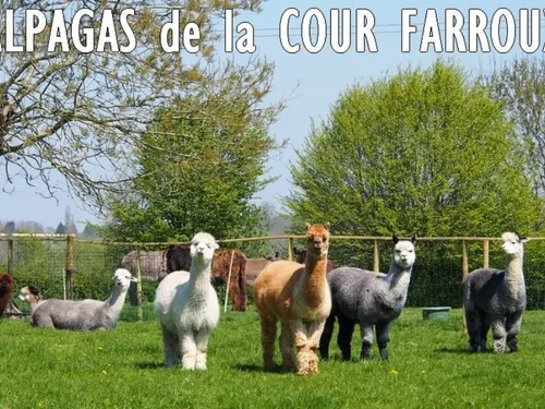 Sommeron : portes ouvertes dimanche à la ferme des alpagas 