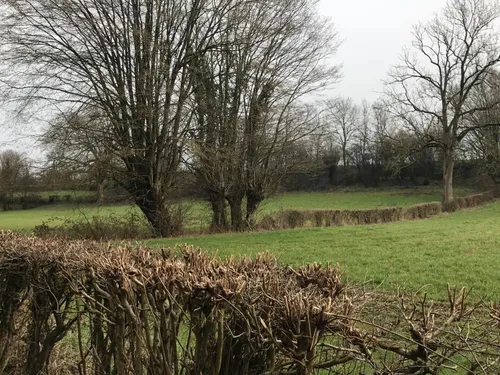 "Plantation & Renaturation", 1 250 kilomètres de haies à entretenir...