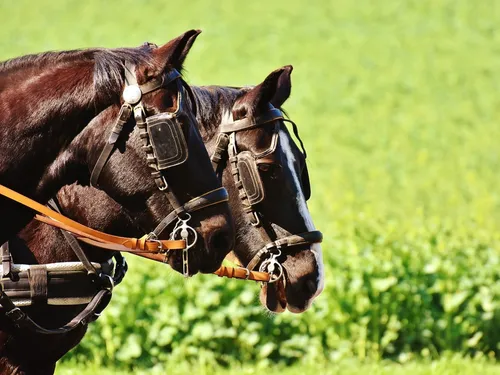 Taisnières-en-Thiérache - Un accident de calèche fait un blessé