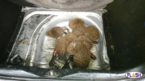 En Creuse la Gendarmerie interpelle des mangeurs de hérissons