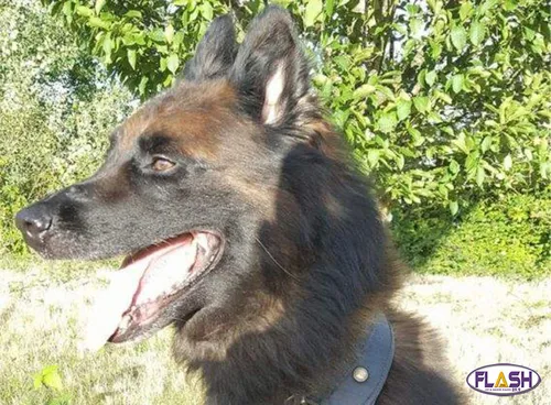 Une retraite méritée pour Elliot