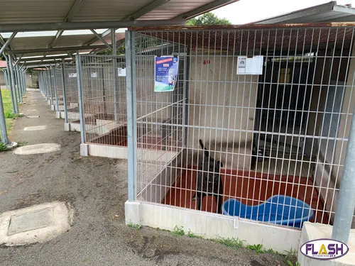 La SPA de Limoges affiche complet !