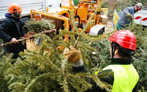 Recyclez votre sapin grâce à un point de collecte à Paris