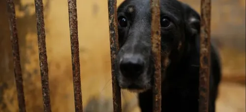 Le projet de loi sur le bien-être animal propose d’interdire les...